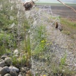 Spinnennetze mit Tau